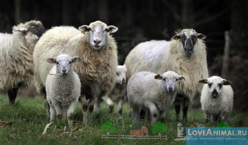Болезни ягнят, овец — симптомы, лечение и профилактика