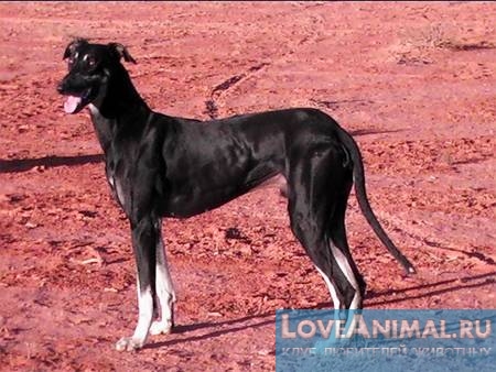 Австралийская борзая, или кенгуровая собака (Kangaroo hound, Australian greyhound, Kangaroo dog)
