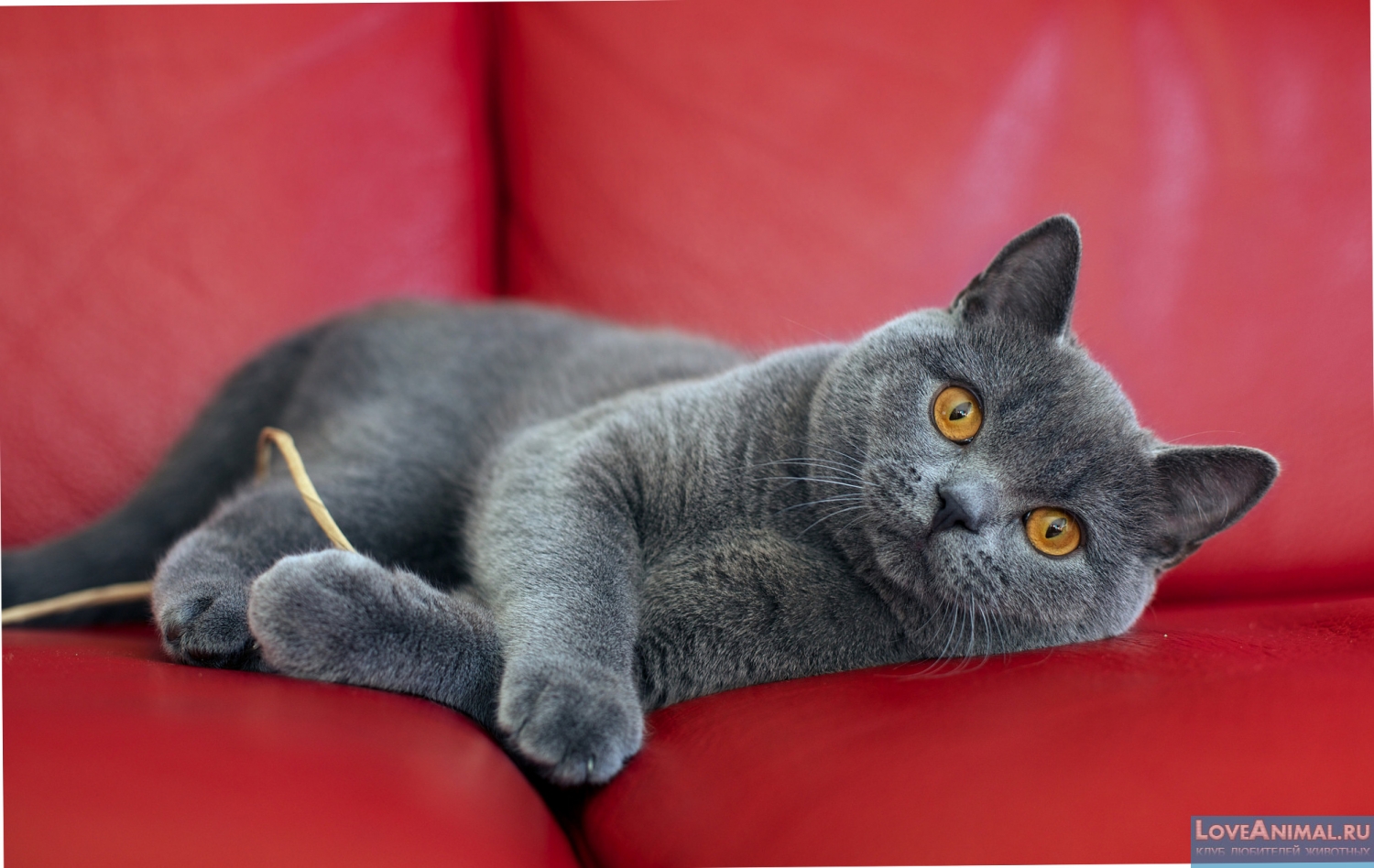Британская короткошерстная кошка (British Shorthair Cat)