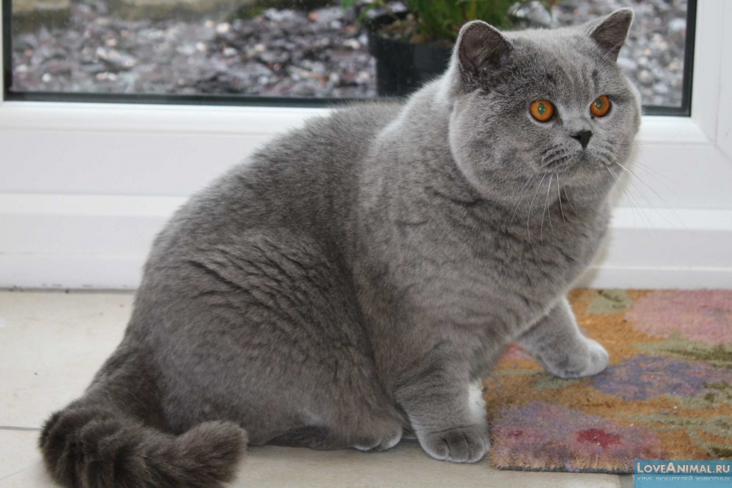 Британская короткошерстная кошка (British Shorthair Cat) .