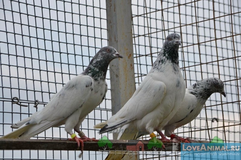 Пакистанские бойные голуби – превосходные летуны