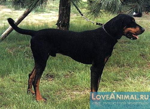 Австрийская гончая (Austrian brandlbracke, Austrian smoothhaired hound, Austrian hound)