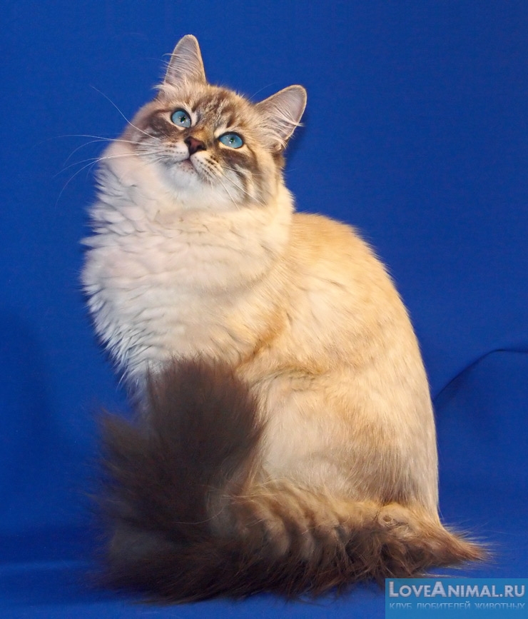 Невская маскарадная кошка (Neva vasquerade cat)
