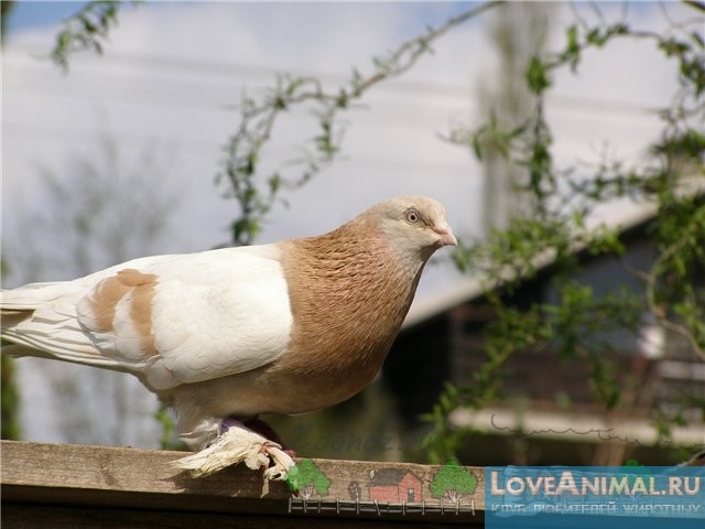 Агараны туркменские — голуби, великолепные в полете!