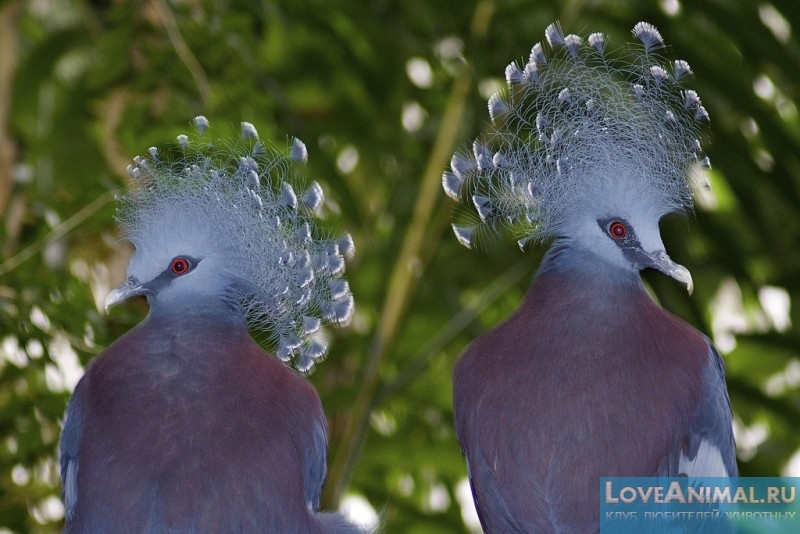 Венценосный голубь — непревзойденный красавец