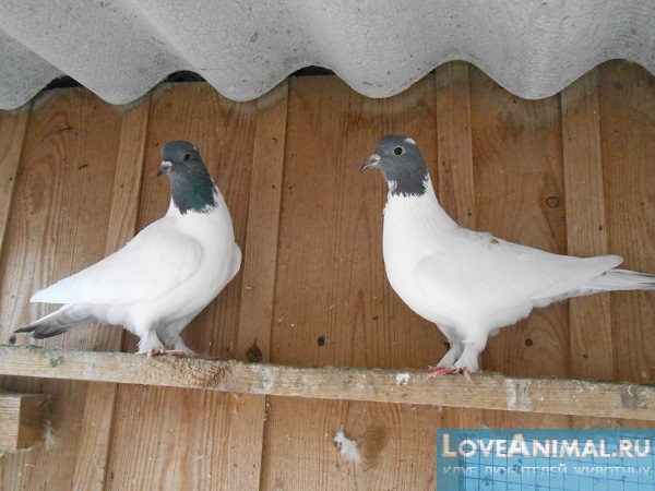 Самые почитаемые летуны – бойные Иранские голуби