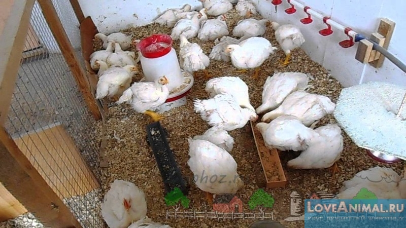 Рацион питания бройлерных цыплят. Правильное меню с фото и видео