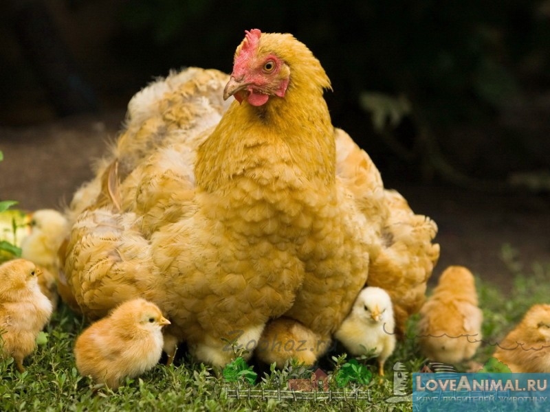 Появление цыплят. Сколько курица высиживает яйца, тайны курицы наседки