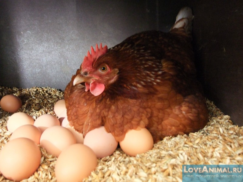 Начинающим куроводам, количество яиц в день и процесс яйцекладки