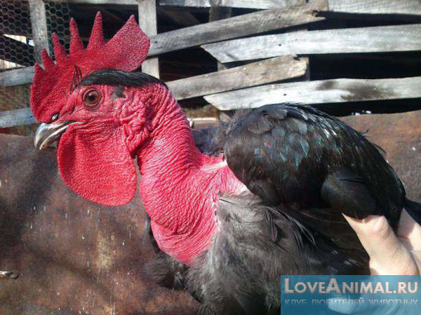 Голошейная порода кур. Описание испанских кур с фото, видео и отзывами
