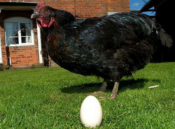Кура несущая крупные яйца. Куры несушки черные. Куры которые несут черные яйца. Куры несушки черных яиц. Самая большая курица.
