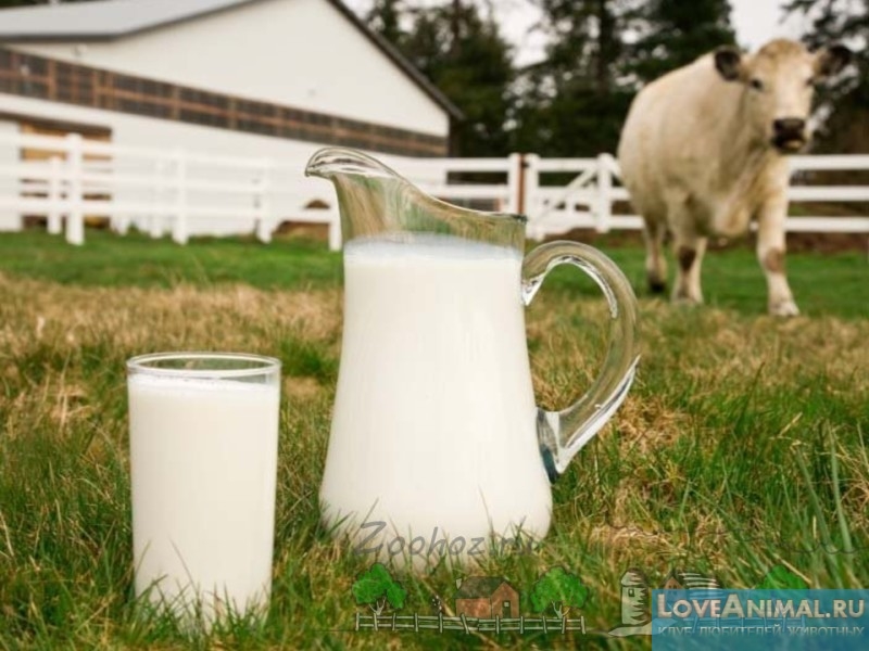 Коровье молоко, секреты бурёнки. Молоко от А до Я. Интересные факты с фото и видео