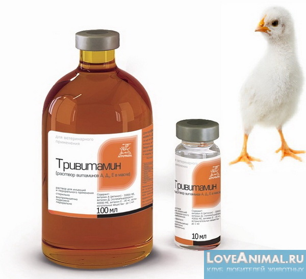 Тривитамин П для цыплят. Описание препарата, инструкция по применению, советы