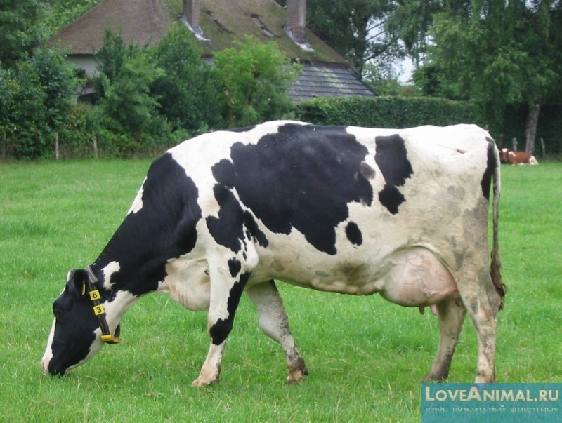 Тимпания рубца или вздутие желудка у коров. Симптомы, лечение с фото и видео