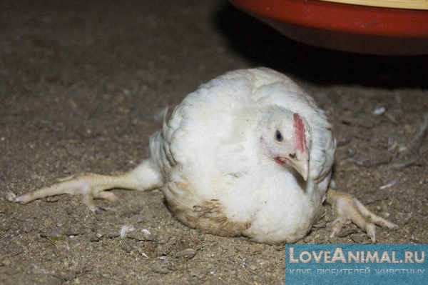Болезни конечностей у цыплят. Популярные болезни, лечение с фото и видео