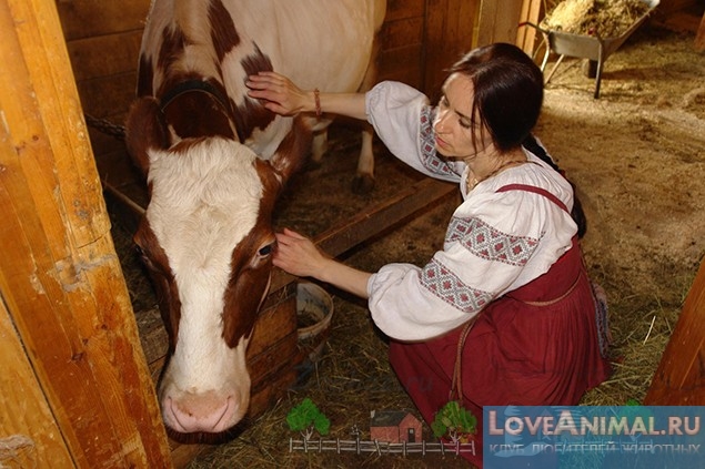 Учимся доить корову. Полный видео курс доения, с описанием, подсказками, фото и видео