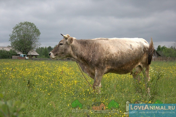 Костромская порода коров. Описание, продуктивность, отзывы с фото и видео