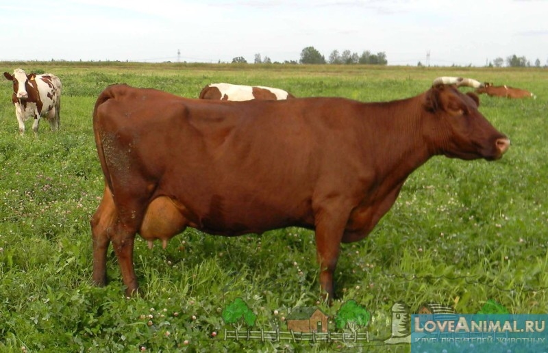 Красная горбатовская порода коров. Описание, отзывы, продуктивность красногорбатовской коровы
