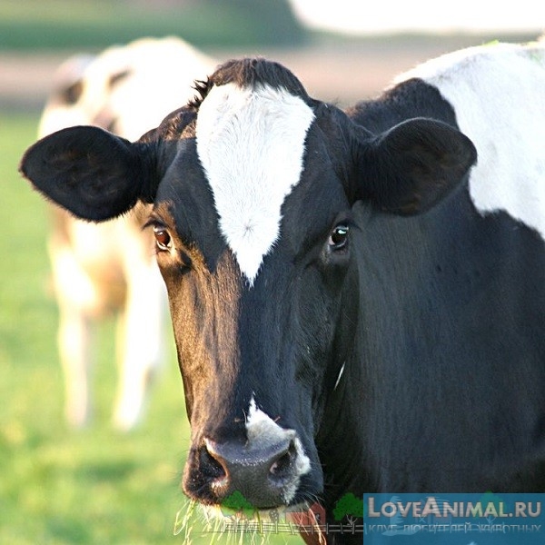 Голштинская порода коров. Фризская корова из Голландии с фото и видео