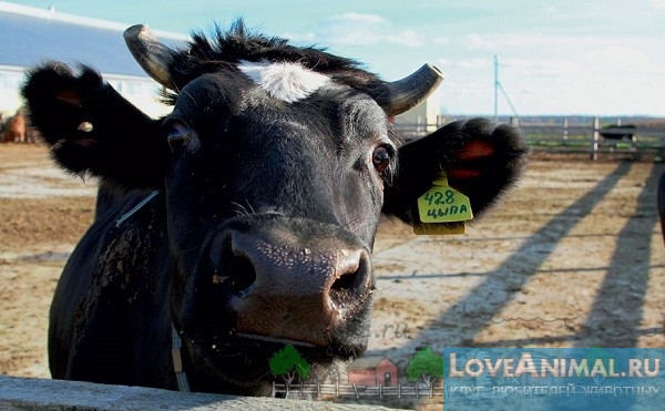 Ярославская порода коров. Описание, отзывы, продуктивность с фото и видео