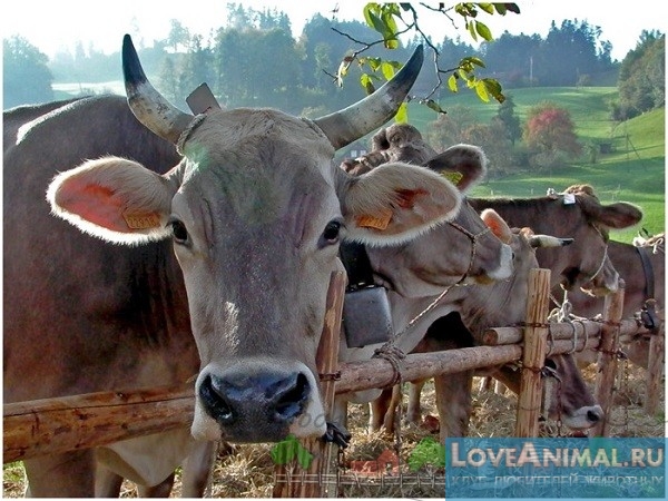 Швицкая порода коров. Швейцарская бурёнка, описание с фото и видео