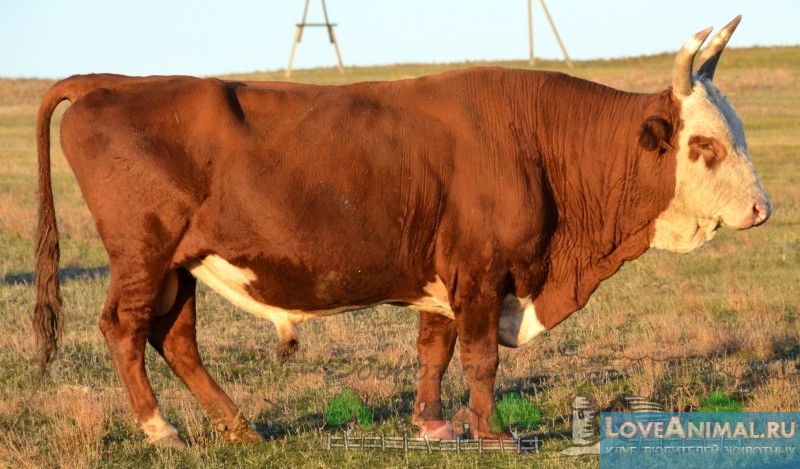 Калмыцкая порода коров. Описание, отзывы, особенности с фото и видео