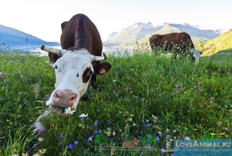 Солёное молоко у коровы. Причины и решение, симптомы с фото и видео