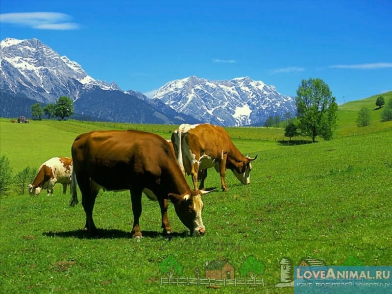 Продолжительность жизни коров в разных странах с фото и видео