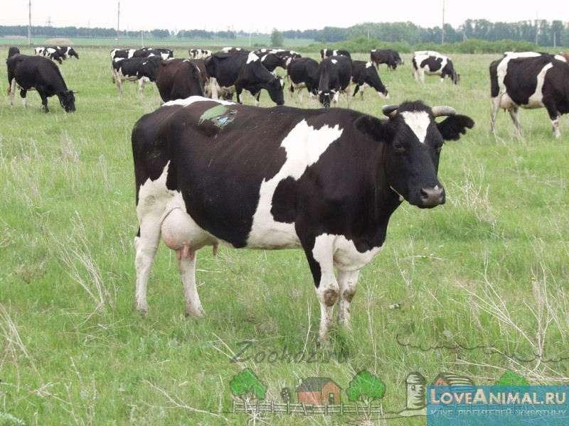 Стригущий лишай у коров и телят. Симптомы, лечение и профилактика с фото и видео