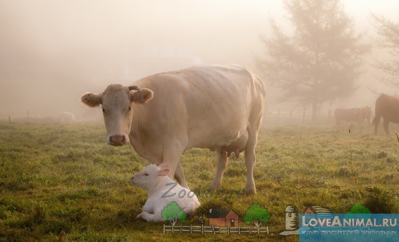 Отел коровы. Процесс родов и подготовки коров, тонкости ускорения с фото и видео