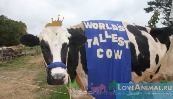Самая большая корова в мире. Описание с фото и видео