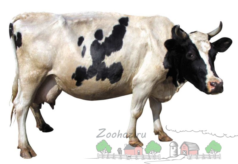 Строение коровы. Анатомия бурёнки и обзор с фото и видео