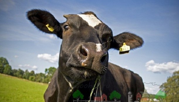 Лечение атонии преджелудков у коров. Симптомы, профилактика
