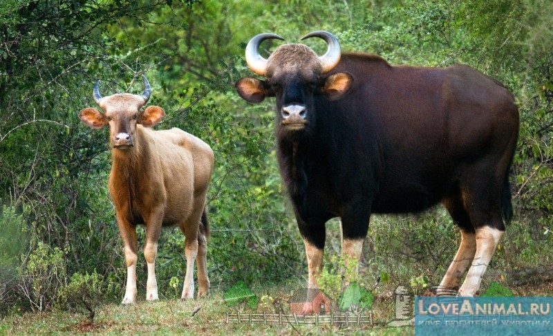 Самые большие быки в мире. Описание с фото и видео