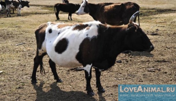 Якутская порода коров. Обзор, отзывы, описание с фото и видео
