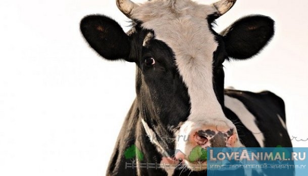 Ацидоз у коров, симптомы и лечение ацидоза с фото и видео