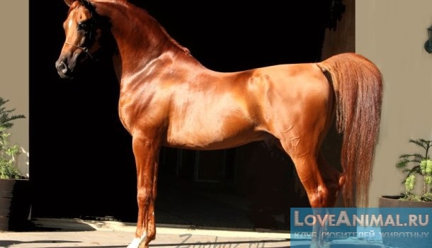 Всё о арабской чистокровной лошади. Описание с фото и видео