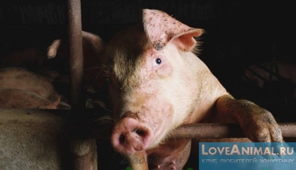 Чесотка у свиней. Симптомы, причины и лечение саркоптоза с фото и видео