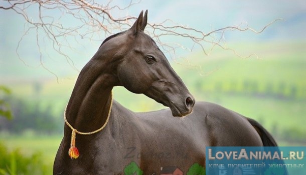 Ахалтекинец или Аргамак. Обзор породы лошадей с фото и видео