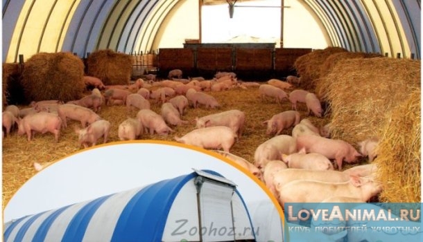 Выращивание свиней по Канадской технологии. Обзор с фото и видео