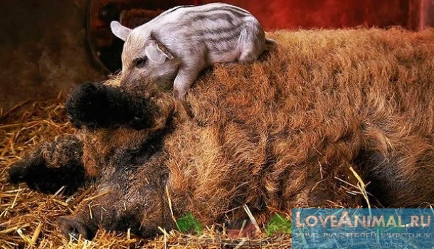 Кудрявая порода свиней. Венгерская Мангалица с фото и видео