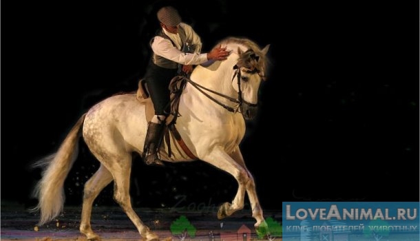 Андалузская Испанская лошадь. Описание породы с фото и видео