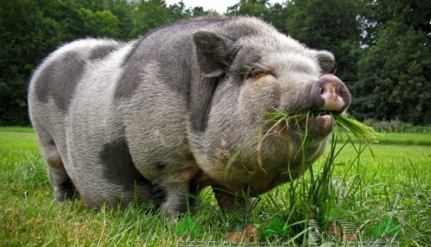 Всё о вьетнамских свиньях. Разведение, кормление, уход в домашних условиях