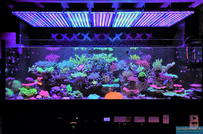 Освещение в аквариуме