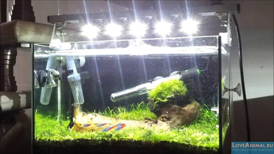 Как осветить аквариум