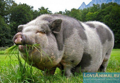 Изображение - Разведение вьетнамских свиней как бизнес s74215937