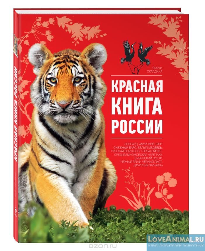 Все животные из красной книги РФ