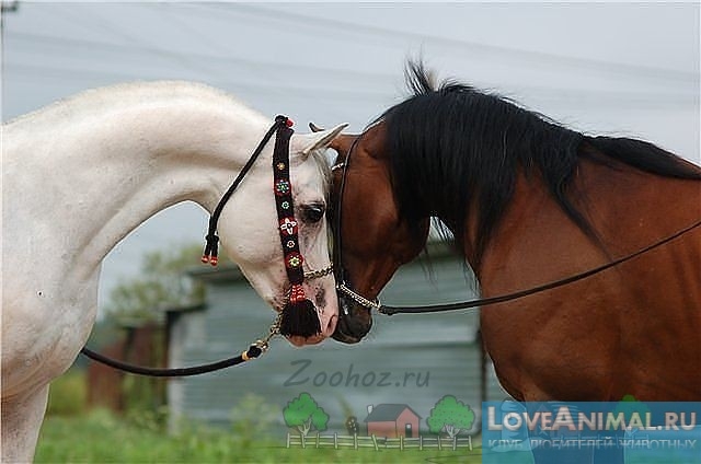Самые красивые и знаменитые русские породы лошадей