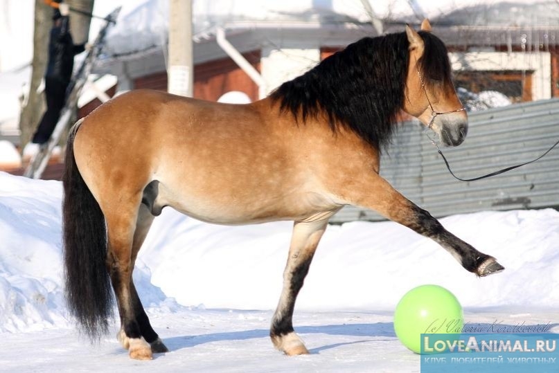 Белорусская упряжная лошадь. Описание, фото, видео