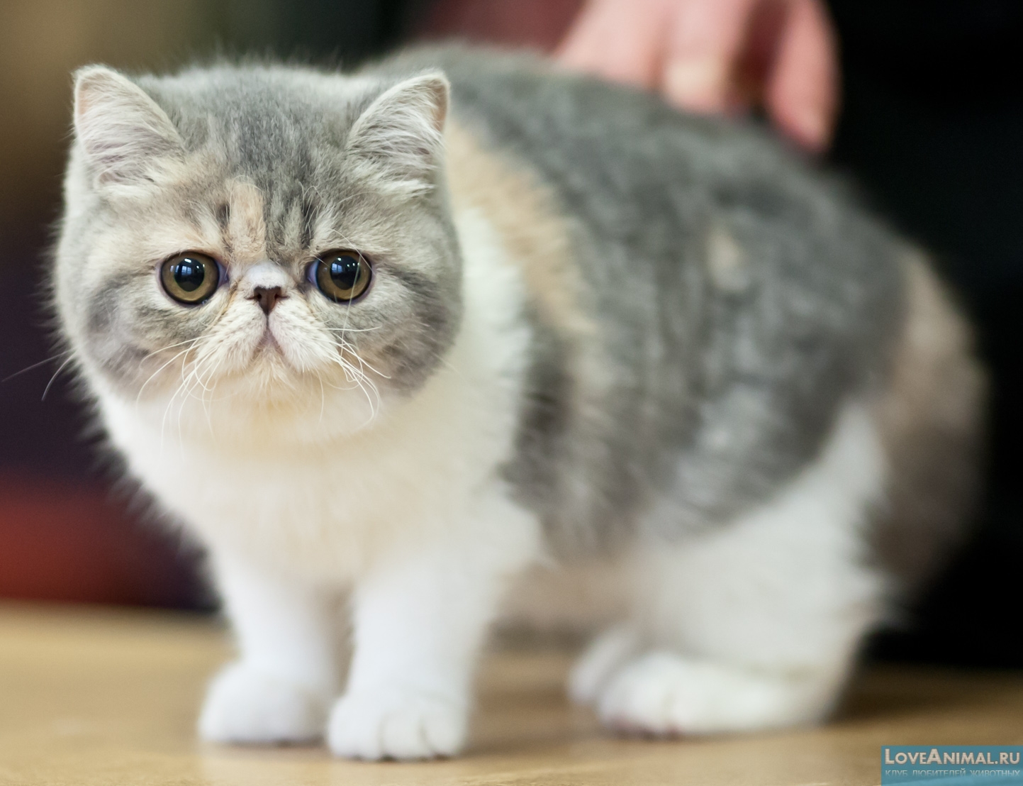 Экзотическая короткошерстная кошка. Экзот. Описание с фото и видео